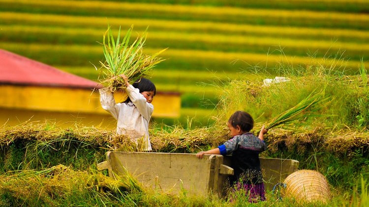 Discovering golden paddy fields in northern region this autumn